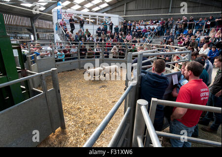 Llandovery, Wales, UK. 27. Sep, 2015. Bauern versammelt, um kaufen und verkaufen Preis Schafe auf die Llandovery Schafe Auktionen nur einmal im Jahr. Das Schaf Festival fand auch, geben einen Einblick Walisisch Landwirtschaft für alle Altersgruppen. Bildnachweis: roger tiley/Alamy Live-Nachrichten Stockfoto