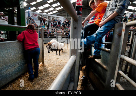 Llandovery, Wales, UK. 27. Sep, 2015. Bauern versammelt, um kaufen und verkaufen Preis Schafe auf die Llandovery Schafe Auktionen nur einmal im Jahr. Das Schaf Festival fand auch, geben einen Einblick Walisisch Landwirtschaft für alle Altersgruppen. Bildnachweis: roger tiley/Alamy Live-Nachrichten Stockfoto