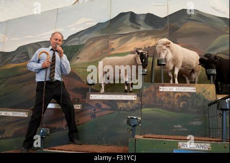 Llandovery, Wales, UK. 27. Sep, 2015. Bauern versammelt, um kaufen und verkaufen Preis Schafe auf die Llandovery Schafe Auktionen nur einmal im Jahr. Das Schaf Festival fand auch, geben einen Einblick Walisisch Landwirtschaft für alle Altersgruppen. Bildnachweis: roger tiley/Alamy Live-Nachrichten Stockfoto