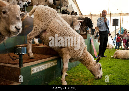 Llandovery, Wales, UK. 27. Sep, 2015. Bauern versammelt, um kaufen und verkaufen Preis Schafe auf die Llandovery Schafe Auktionen nur einmal im Jahr. Das Schaf Festival fand auch, geben einen Einblick Walisisch Landwirtschaft für alle Altersgruppen. Bildnachweis: roger tiley/Alamy Live-Nachrichten Stockfoto