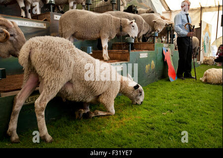 Llandovery, Wales, UK. 27. Sep, 2015. Bauern versammelt, um kaufen und verkaufen Preis Schafe auf die Llandovery Schafe Auktionen nur einmal im Jahr. Das Schaf Festival fand auch, geben einen Einblick Walisisch Landwirtschaft für alle Altersgruppen. Bildnachweis: roger tiley/Alamy Live-Nachrichten Stockfoto