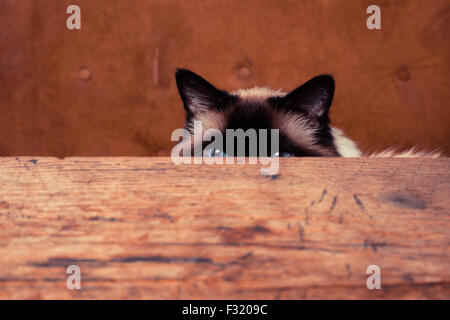 Hübsche Katze versteckt sich hinter einem Tisch, nur seine Ohren sind sichtbar Stockfoto