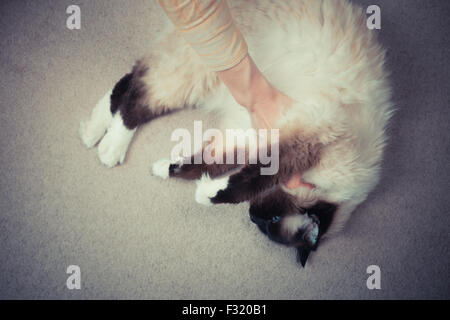 Junge Frau ist eine Katze auf dem Teppich liegend streicheln. Stockfoto