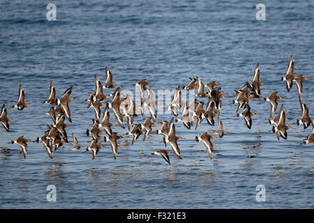 Uferschnepfe, Limosa Limosa, Gruppe der Vögel im Flug, South Uist, Hebriden, September 2015 Stockfoto