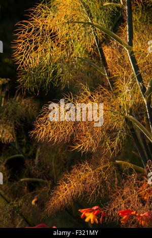 Foeniculum Vulgare 'Purpureum' Bronze Fenchel fangen im Abendlicht. Stockfoto