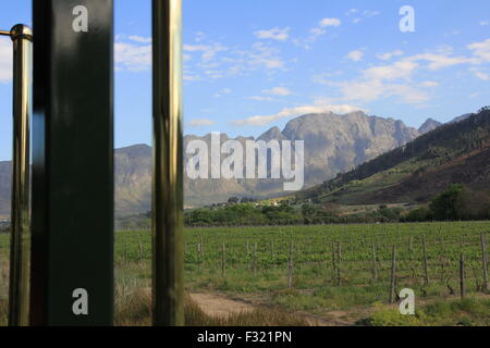 Weinberg und Bergblick vom Zug in der Nähe von Franschhoek im Weinland Südafrika Westcape Stockfoto