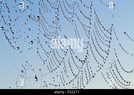 Tausende von kleinen Tau fällt auf einem Spinnennetz vor blauem Himmel Stockfoto