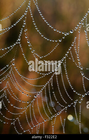 Tausende von kleinen Tau fällt in den frühen Morgenstunden auf einem Spinnennetz Stockfoto