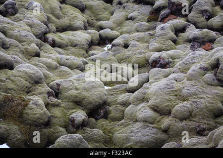 Lavafeld in grünem Moos bedeckt. Süd-Island. Stockfoto