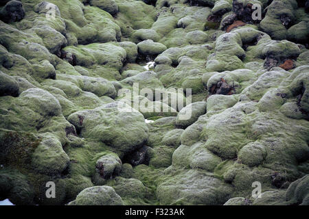 Lavafeld in grünem Moos bedeckt. Süd-Island. Stockfoto