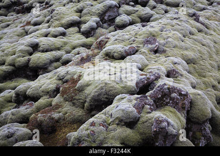 Lavafeld in grünem Moos bedeckt. Süd-Island. Stockfoto