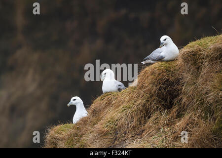 Am nördlichen Fulmar (Fulmarus Cyclopoida) Kolonie in der Nähe von Skogafoss. Island. Stockfoto