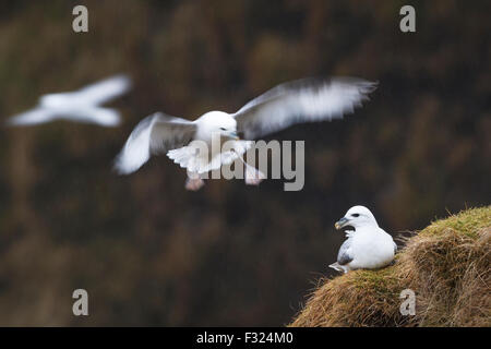 Am nördlichen Fulmar (Fulmarus Cyclopoida) Kolonie in der Nähe von Skogafoss. Island. Stockfoto