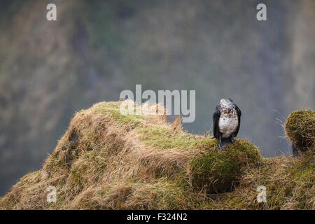 Kormoran (Phalacrocorax Carbo) ruhen im Regen in der Nähe von Skogafoss. Island. Stockfoto