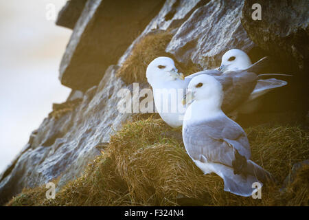 Am nördlichen Fulmar (Fulmarus Cyclopoida) Kolonie in der Nähe von Skogafoss. Island. Stockfoto