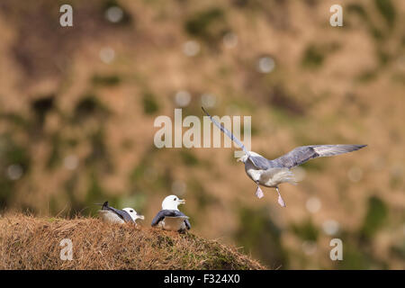 Am nördlichen Fulmar (Fulmarus Cyclopoida) paar in Kolonie ihren Nistplatz zu verteidigen. Island. Stockfoto