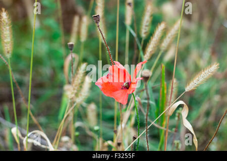 Papaver im wilden Feld im Sommer Stockfoto