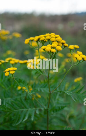 Rainfarn Tanacetum Vulgare Wildpflanze im Sommer Stockfoto