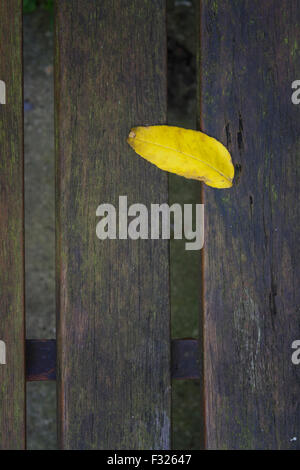 Blatt auf eine hölzerne Sitzbank Stockfoto