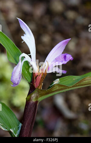 Dunkle Stängel und lila Blüten von hardy Ingwer, Roscoea Purpurea "Peacock Eye" Stockfoto