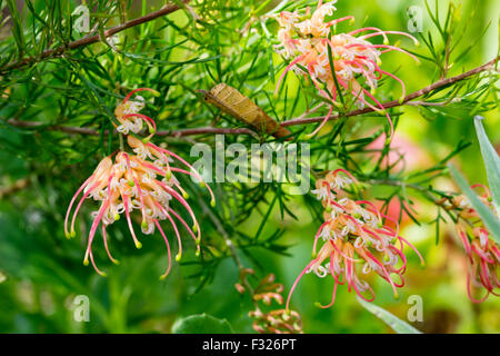 Spinnenartigen Herbst Blumen von half-hardy Grevillea Rosmarinifolia 'Desert Flame' Stockfoto