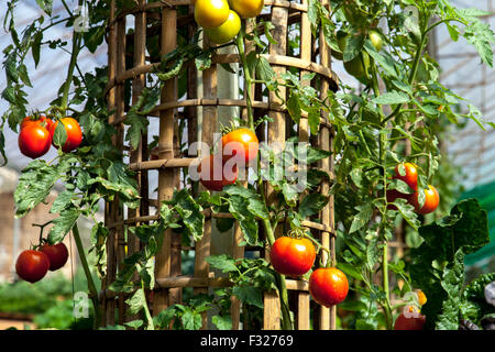 rote, reife Tomaten auf den Büschen Stockfoto