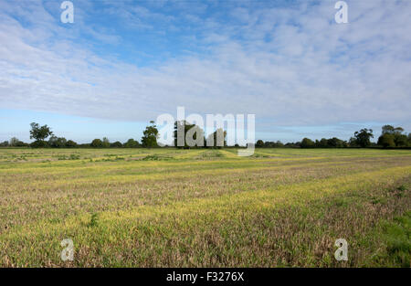 Farben in einem erntete Feld in Norfolk Stockfoto