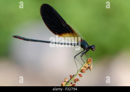 Kupfer Demoiselle, erwachsenen männlichen thront, Kampanien, Italien (Calopteryx Haemorrhoidalis) Stockfoto