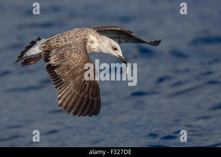 Gelb-legged Möve, Juvenile Fütterung, Kampanien, Italien (Larus Michahellis) Stockfoto