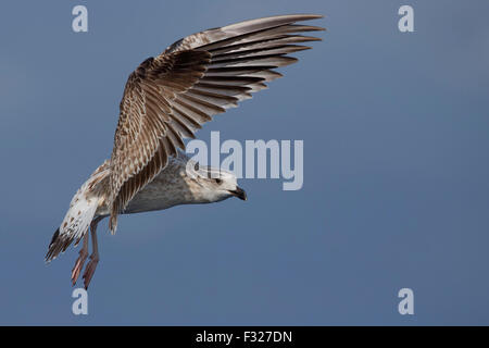 Gelb-beinigen Möwe im Flug, Kampanien, Italien (Larus Michahellis) juvenile Stockfoto
