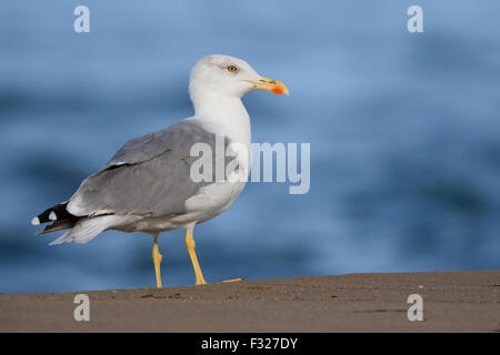 Gelb-beinigen Gull, stehend auf einem Strand, Kampanien, Italien (Larus Michahellis) Erwachsene Stockfoto