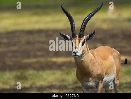 Tansania, Arusha-Region, Ngorongoro Conservation Area, männliche Grant es Gazelle (Nanger Granti) Stockfoto