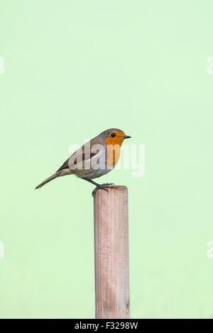 Porträt von einem Robin Erithacus Rubecula sitzen auf einem Pfosten auf einem einfachen grünen Hintergrund Stockfoto