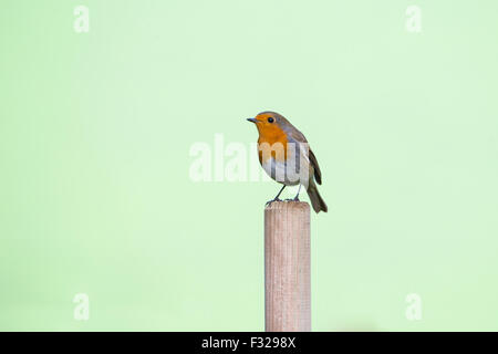 Porträt von einem Robin Erithacus Rubecula sitzen auf einem Pfosten auf einem einfachen grünen Hintergrund Stockfoto