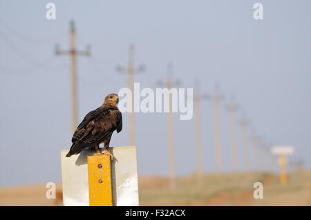 Steppenadler in der Steppe in der Nähe von Stromleitungen Stockfoto