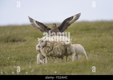 Great Skua (Stercorarius Skua) Erwachsenen, während des Fluges, angreifen, Hausschafe, Ewe und Lämmer auf Küste Moor Naturschutzgebiet Hermaness, Unst, Shetland Islands, Schottland, Juli Stockfoto