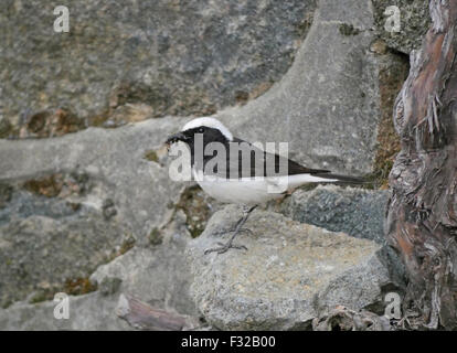 Zypern-Steinschmätzer (Oenanthe Cypriaca) Männchen mit Insekten im Schnabel, auf Felsen in der Nähe von Nestsite, Platres, Troodos-Gebirge, Deutschland, Mai Stockfoto