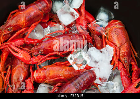 Bild von Krebsen auf Eis. Stockfoto