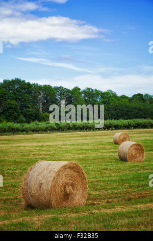 Bild des Haybales in einem Feld. Osterlen, Schweden. Stockfoto