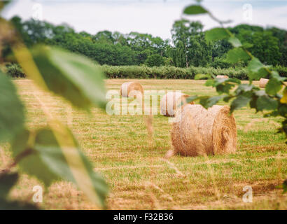 Bild von Heuballen in einem Feld. Schwedische Landschaft. Stockfoto