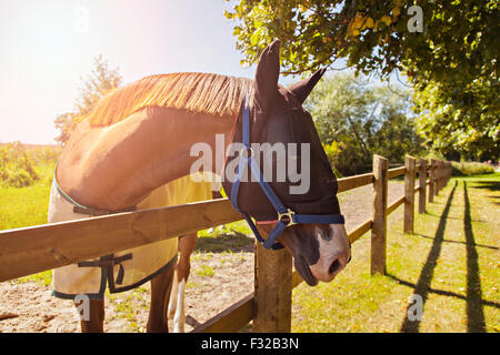 Bild eines Pferdes in den Stift mit einer saldierten fliegen Maske. Stockfoto