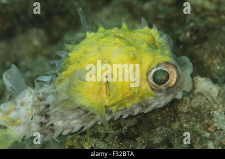 Endständigen Burrfish (Cyclichthys Orbicularis) Erwachsenen, mit gelben Hautkrankheit, Kareko Punkt, Lembeh Straße, Sulawesi, großen Sunda-Inseln, Indonesien, Juni Stockfoto