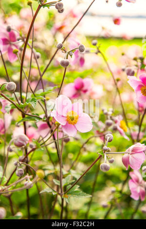 Bild von einer zarten Chinease Garten Anemone. Stockfoto