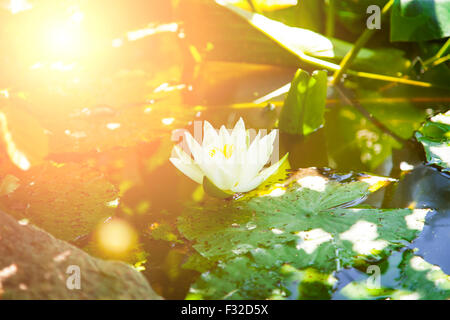 Bild von einer Seerose im Teich. Stockfoto