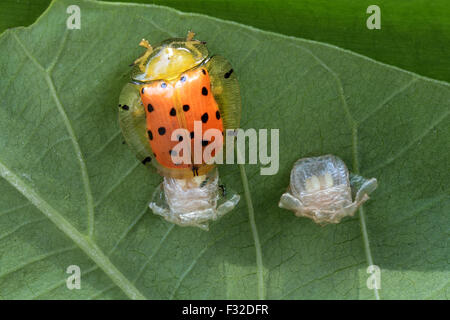 Orange Tortoise Käfer (Aspidimorpha Westwoodii) Erwachsenen, Eiablage in Ootheca auf Blatt, Trivandrum, Thiruvananthapuram, Kerala, Indien, April Stockfoto