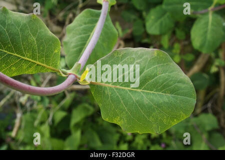 Wilden Geißblatt (Lonicera Periclymenum) Nahaufnahme der Blätter, wachsen im Garten, Mendlesham, Suffolk, England, Mai Stockfoto