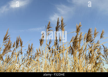 Gemeinsamen Schilf (Phragmites Australis) Schilfbeetes, Otmoor RSPB Reserve, Oxfordshire, England, November Stockfoto