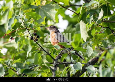 Amerikanischer Robin (Turdus Migratorius) ernähren sich von Beeren in einem Baum. Stockfoto