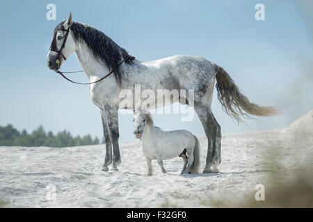 Zwei wunderschöne Pferde ruhen auf der riesigen Wüste Stockfoto