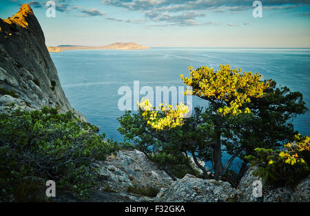 Baum und Meer bei Sonnenuntergang. Crimea Landschaft. Natur-Hintergrund